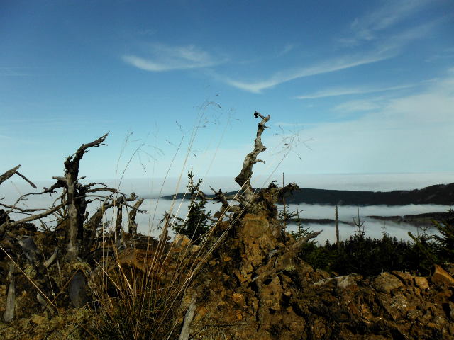 Blick über das Nebelmeer am Zwercheck, 1333 m üNN, Bayerischer Wald in der Nähe der Ferienwohnung FeWo Moosau in D-94258 Frauenau © Gine Selle, Frauenau