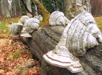 Echter Zunderschwamm, Hadersau, gedreht - am Albrechtschachten im Nationalpark Bayerischer Wald in der Nähe der Ferienwohnung FeWo Moosau in D-94258 Frauenau © Gine Selle, Frauenau