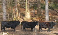 3 Auerochsen im Tierfreigelände des Haus zur Wildnis in Ludwigsthal, Bayerischer Wald in der Nähe der Ferienwohnung FeWo Moosau in D-94258 Frauenau © Gine Selle, Frauenau