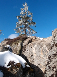 vereiste Fichte am Kleinen Rachel im Nationalpark Bayerischer Wald in der Nähe der Ferienwohnung FeWo Moosau in D-94258 Frauenau © Gine Selle, Frauenau