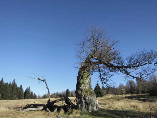 Schachten, die Perlen im Waldmeer in der Nähe der Ferienwohnung FeWo Moosau in D-94258 Frauenau © Gine Selle, Frauenau